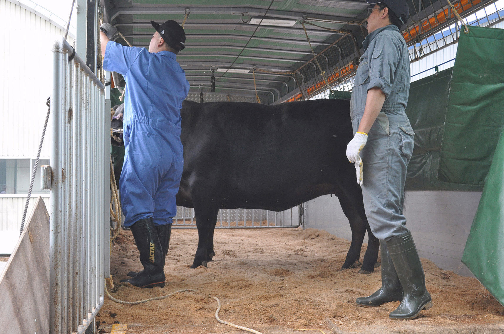 江別の契約牛舎で育つえぞ但馬牛